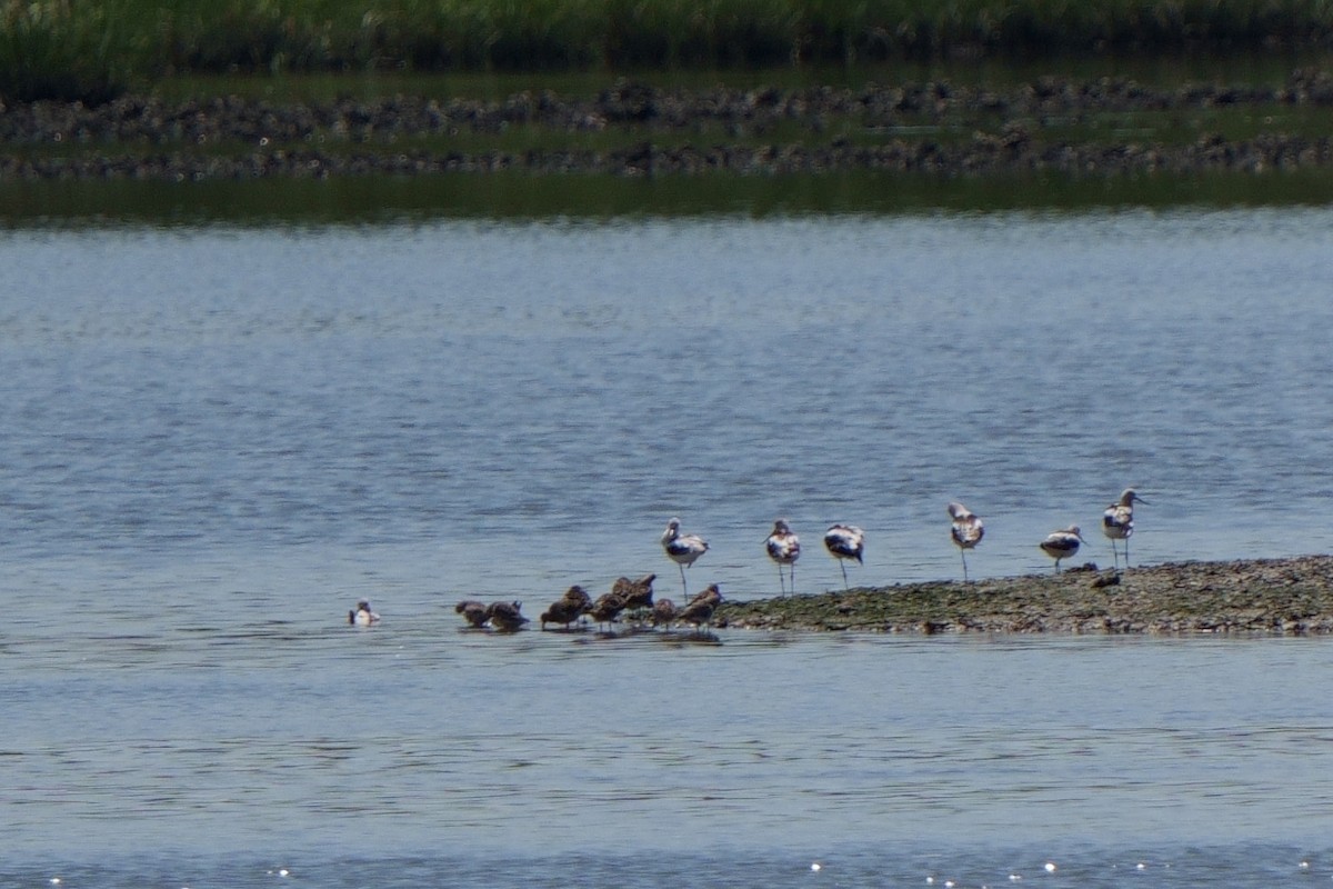 Short-billed Dowitcher - ML563759311