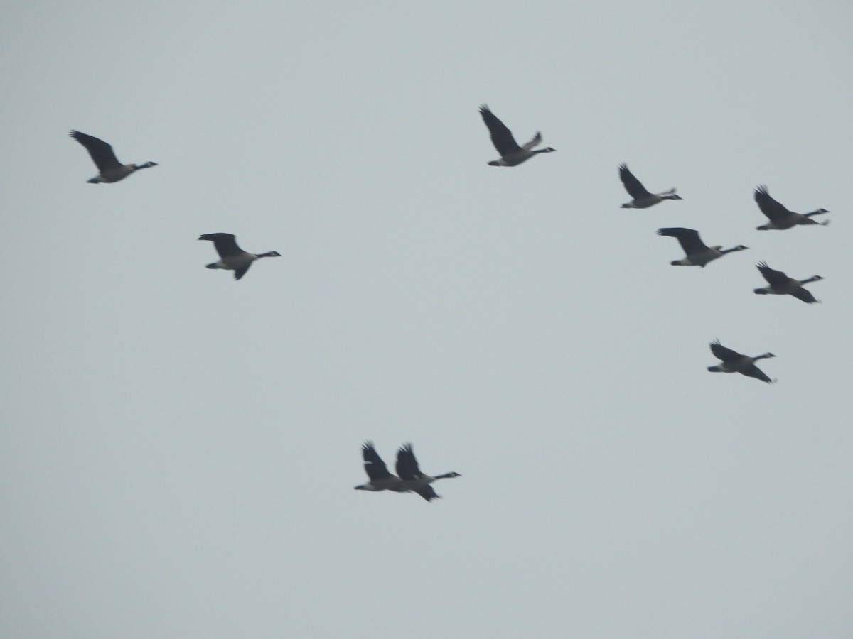 eBird Checklist - 27 Apr 2023 - Terrace Bay--public beach and boat ...