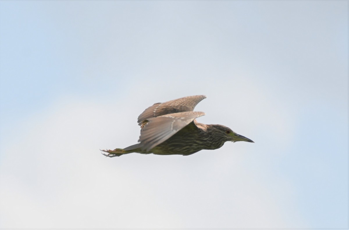 Black-crowned Night Heron - Brad Rogers