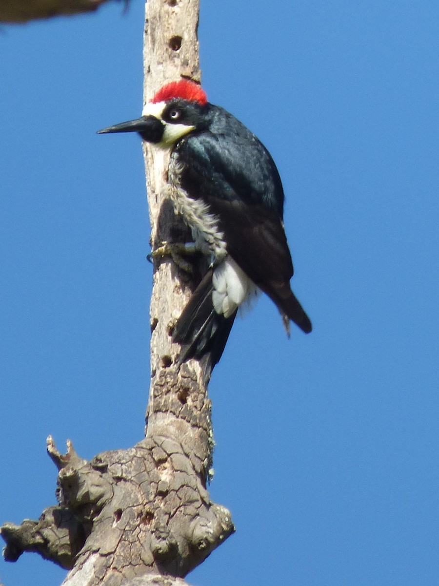 Acorn Woodpecker - ML563760651