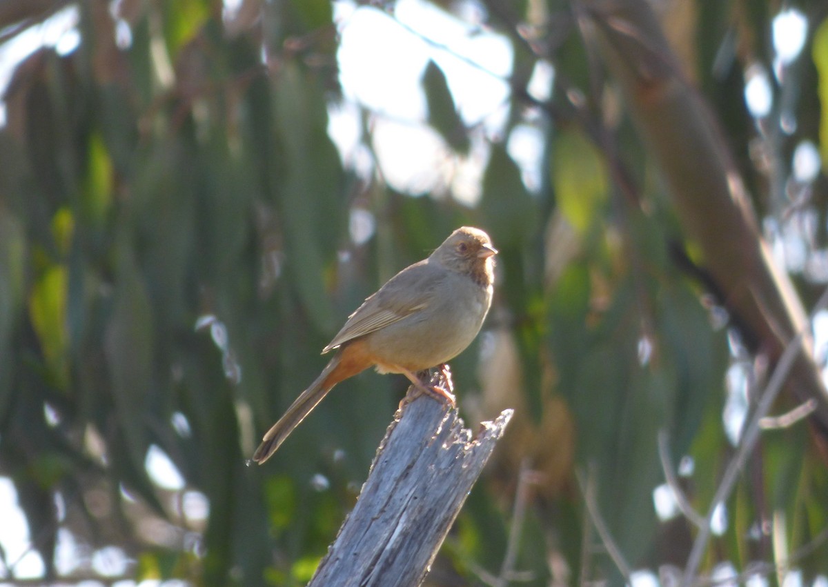 California Towhee - ML563760811