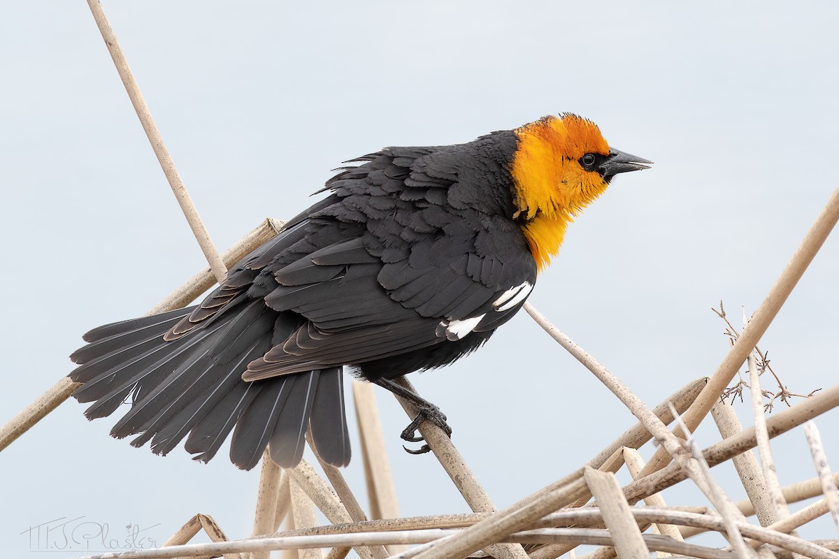 Yellow-headed Blackbird - ML563760971