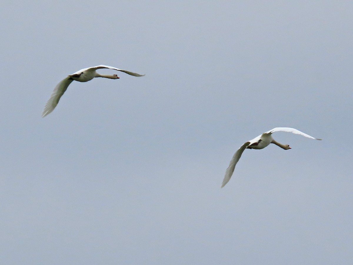 Mute Swan - ML563762631