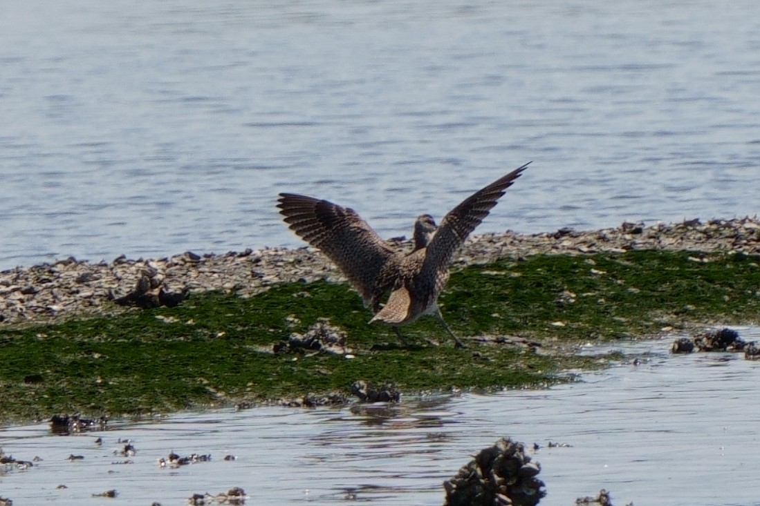 Whimbrel - ML563763031