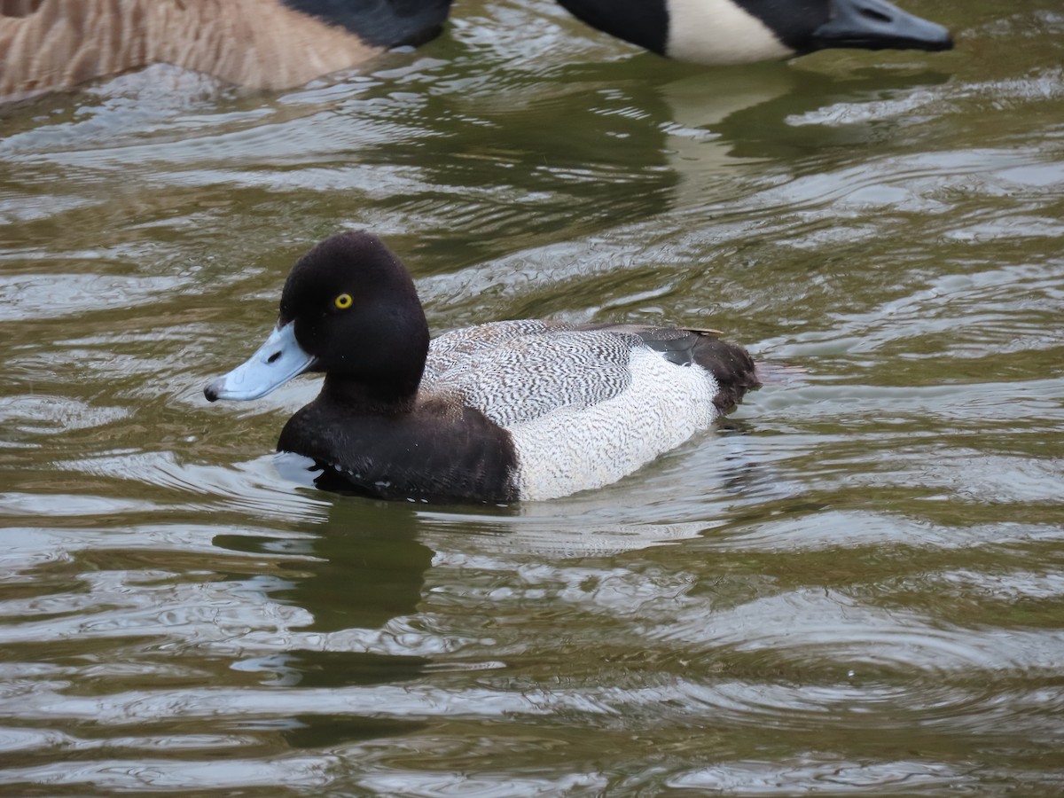 Lesser Scaup - ML563763891