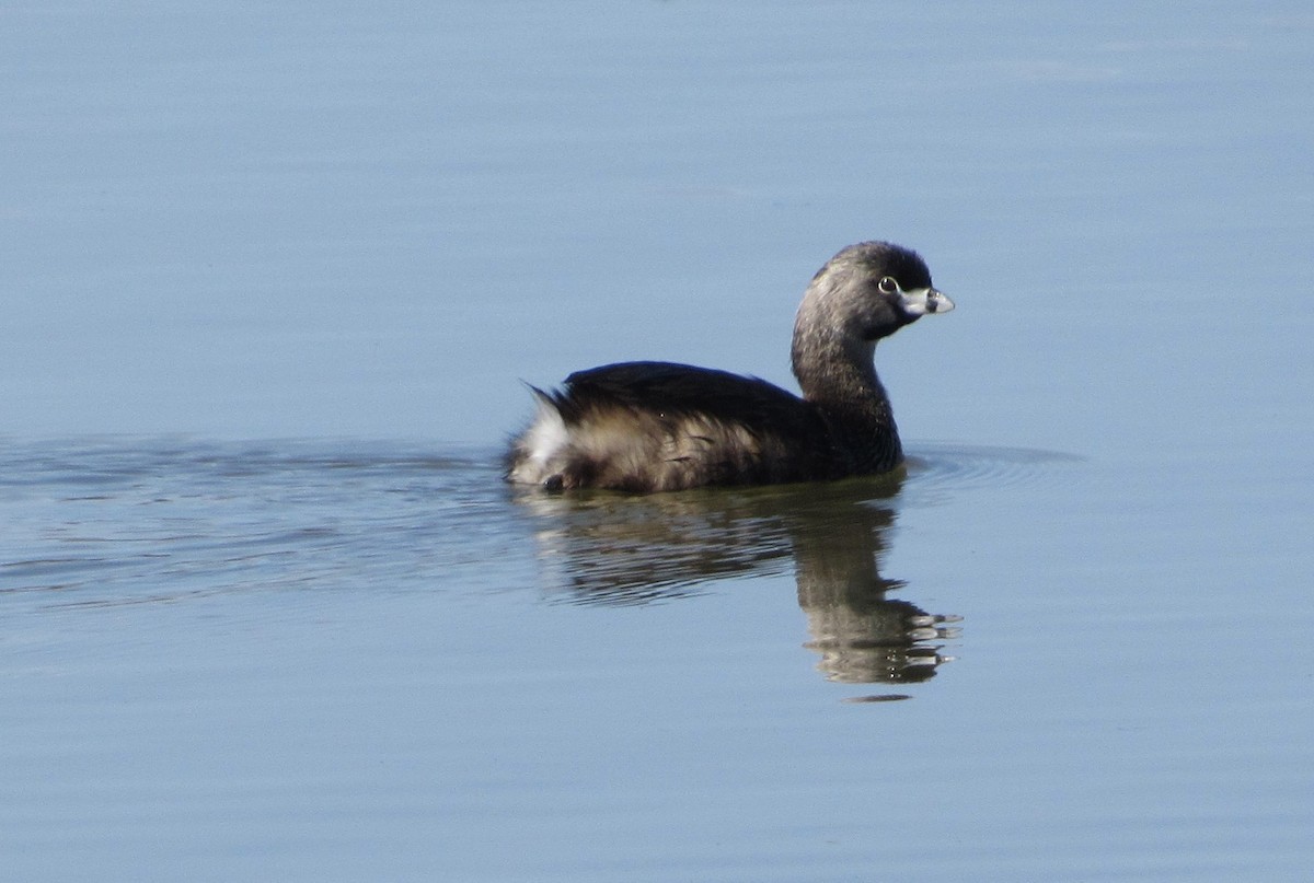 Pied-billed Grebe - ML563764511