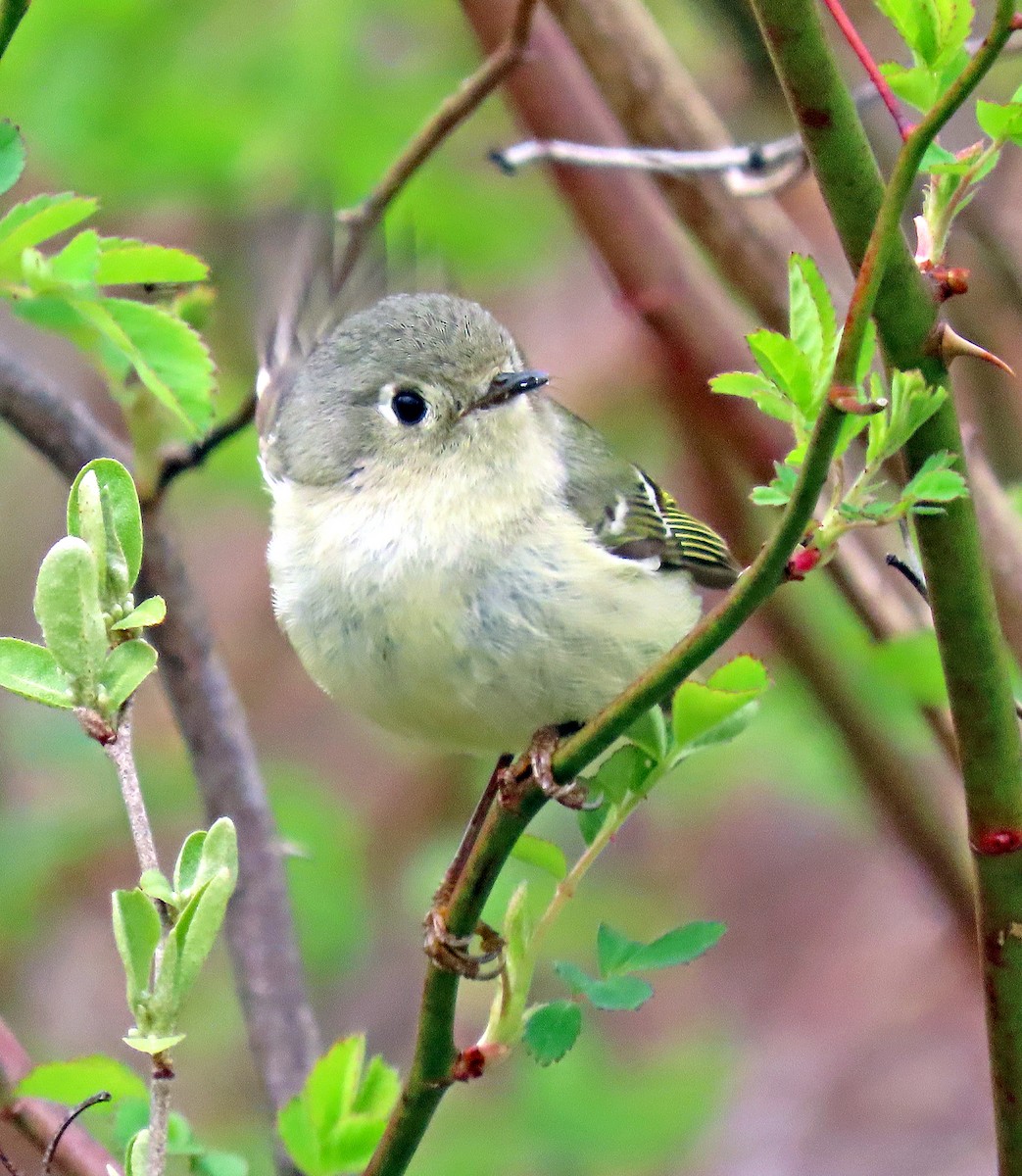 Ruby-crowned Kinglet - ML563765821