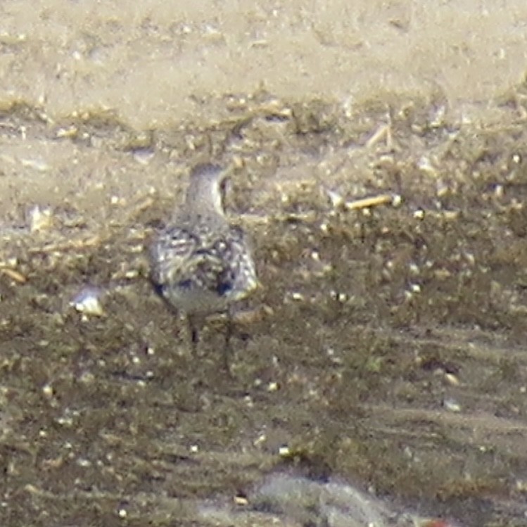 Black-bellied Plover - ML563765951