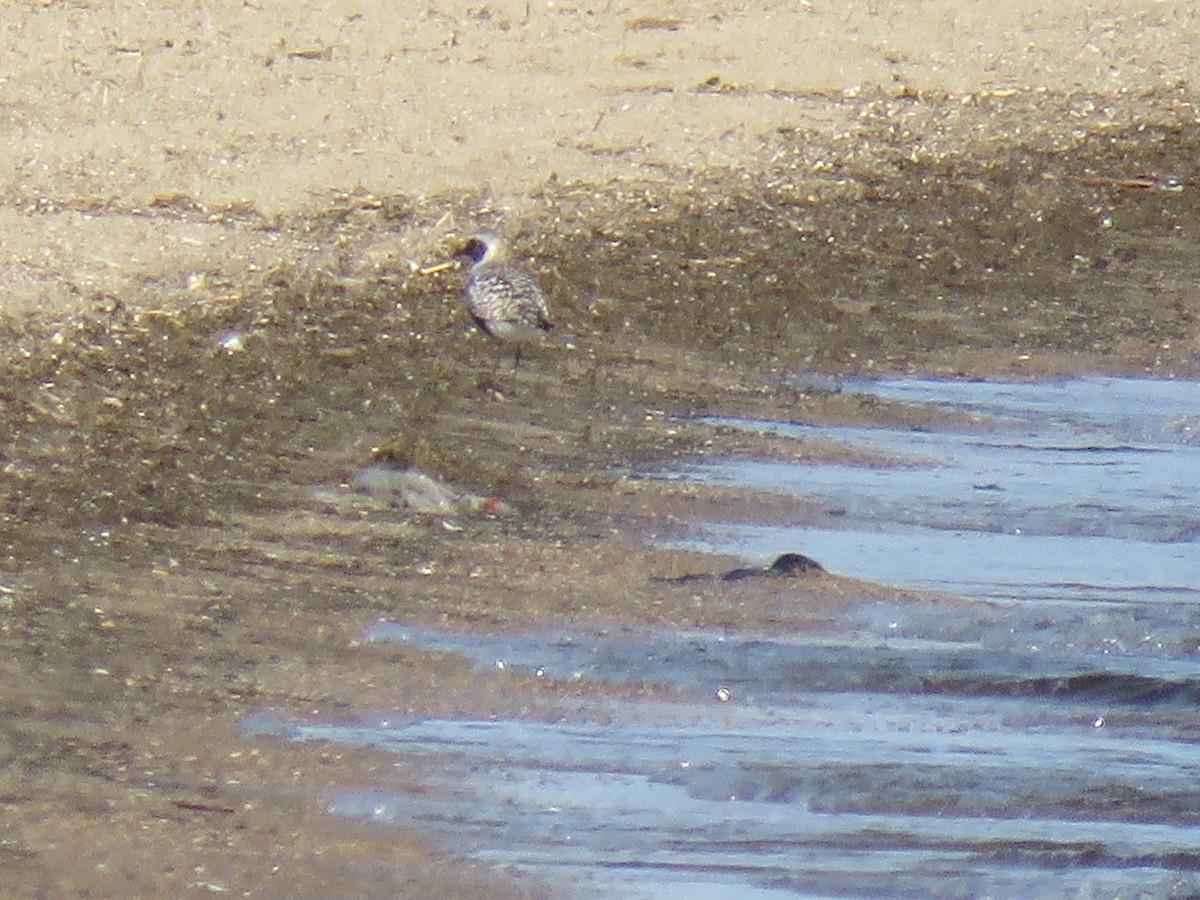 Black-bellied Plover - ML563765981