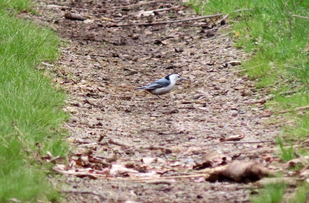 White-breasted Nuthatch - ML563766031