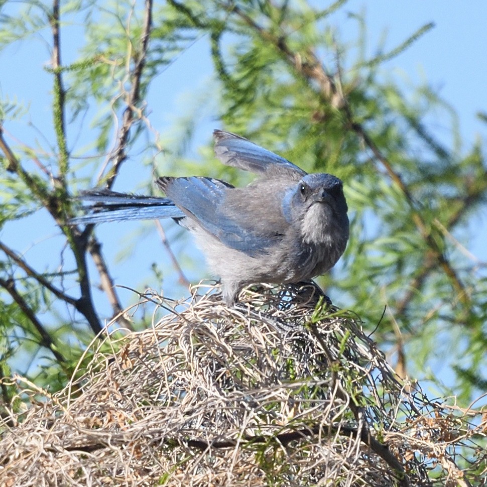 Woodhouse's Scrub-Jay - ML563766291