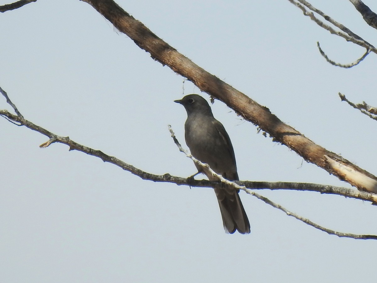 Townsend's Solitaire - Joel Gilb