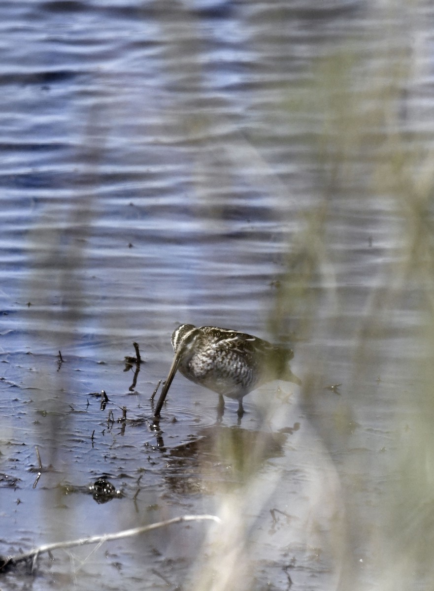 Wilson's Snipe - Julie Johnston