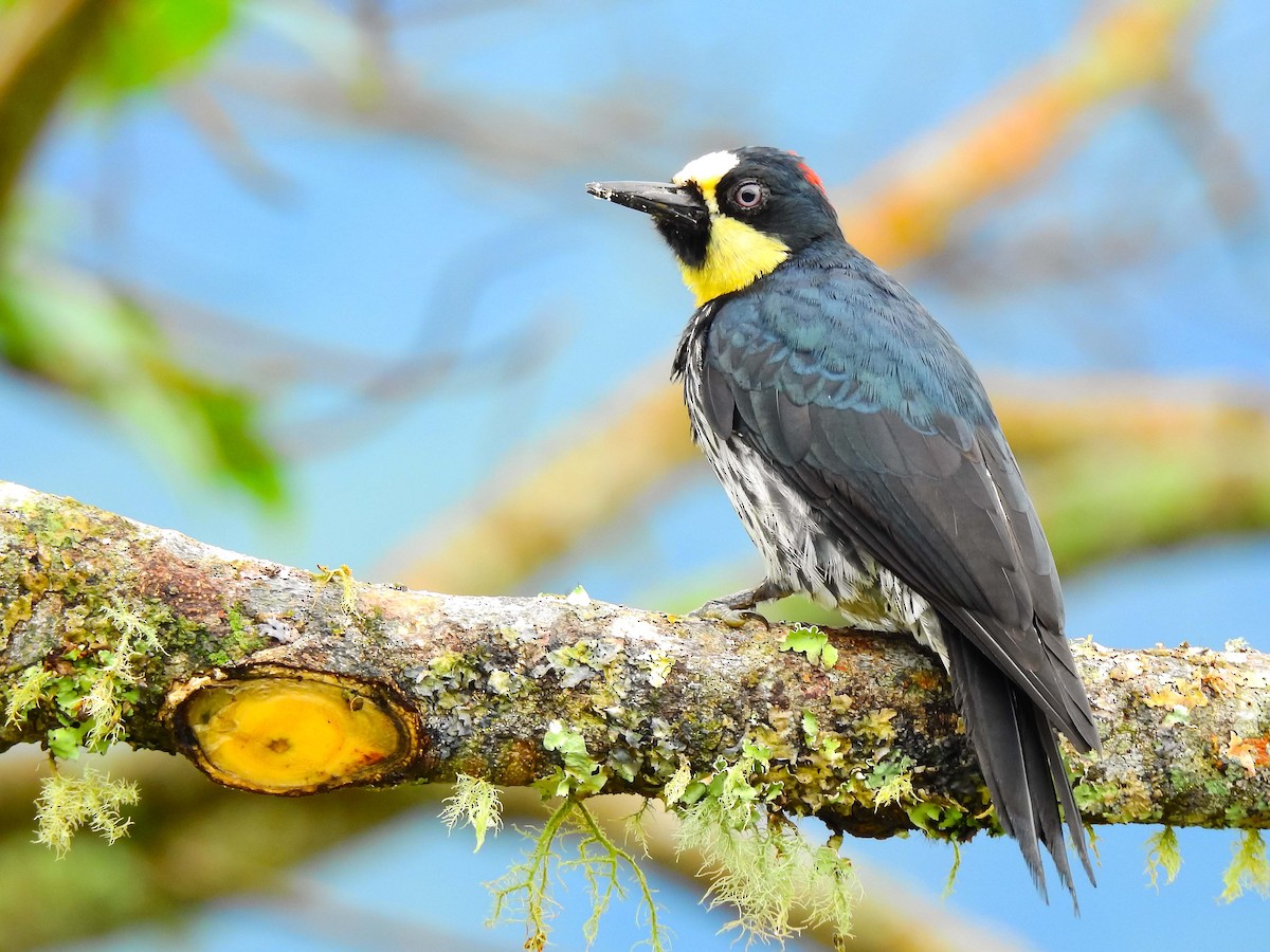 Acorn Woodpecker - ML563767651