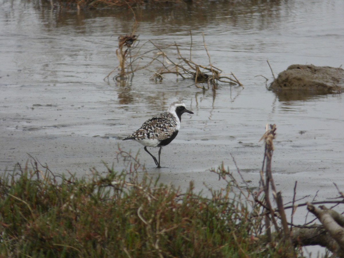 Black-bellied Plover - ML563768591