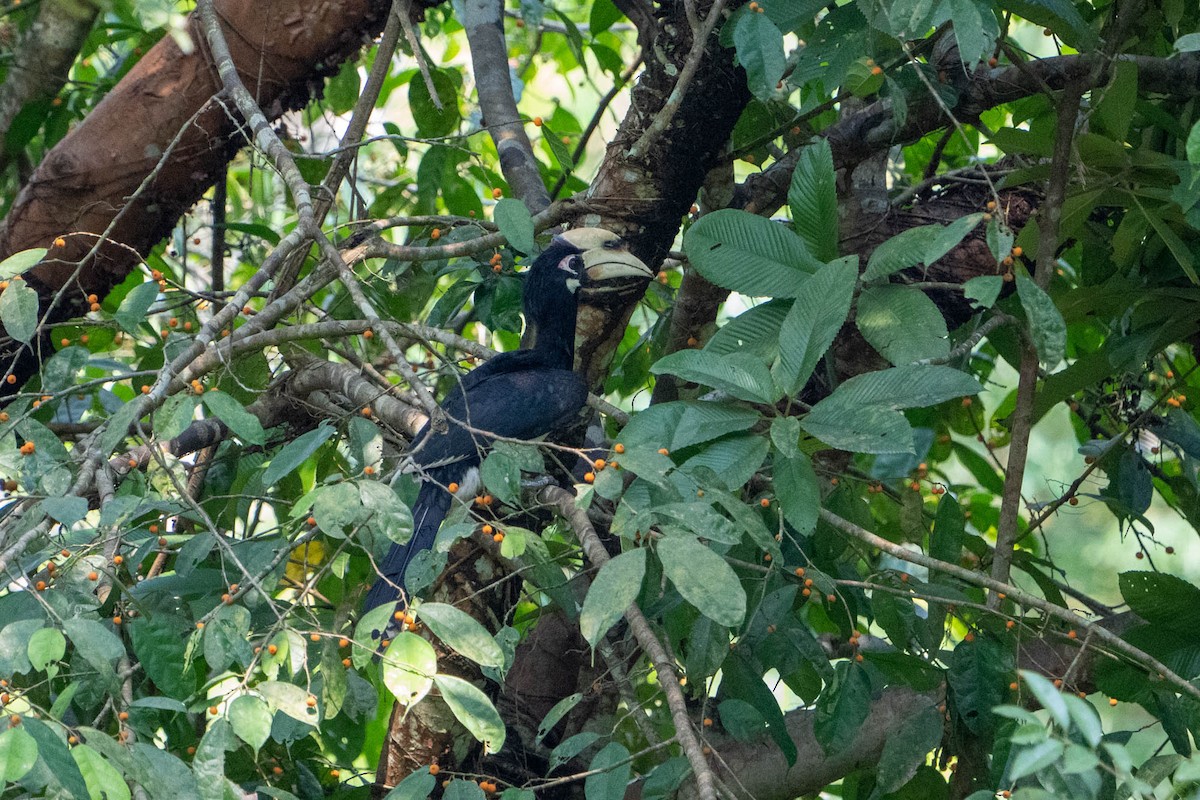 Oriental Pied-Hornbill - ML563768611