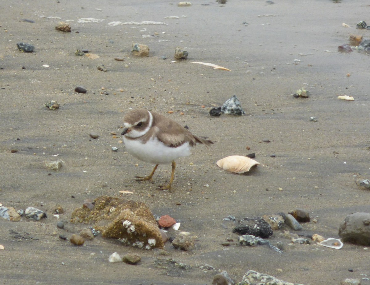 Semipalmated Plover - ML563768621