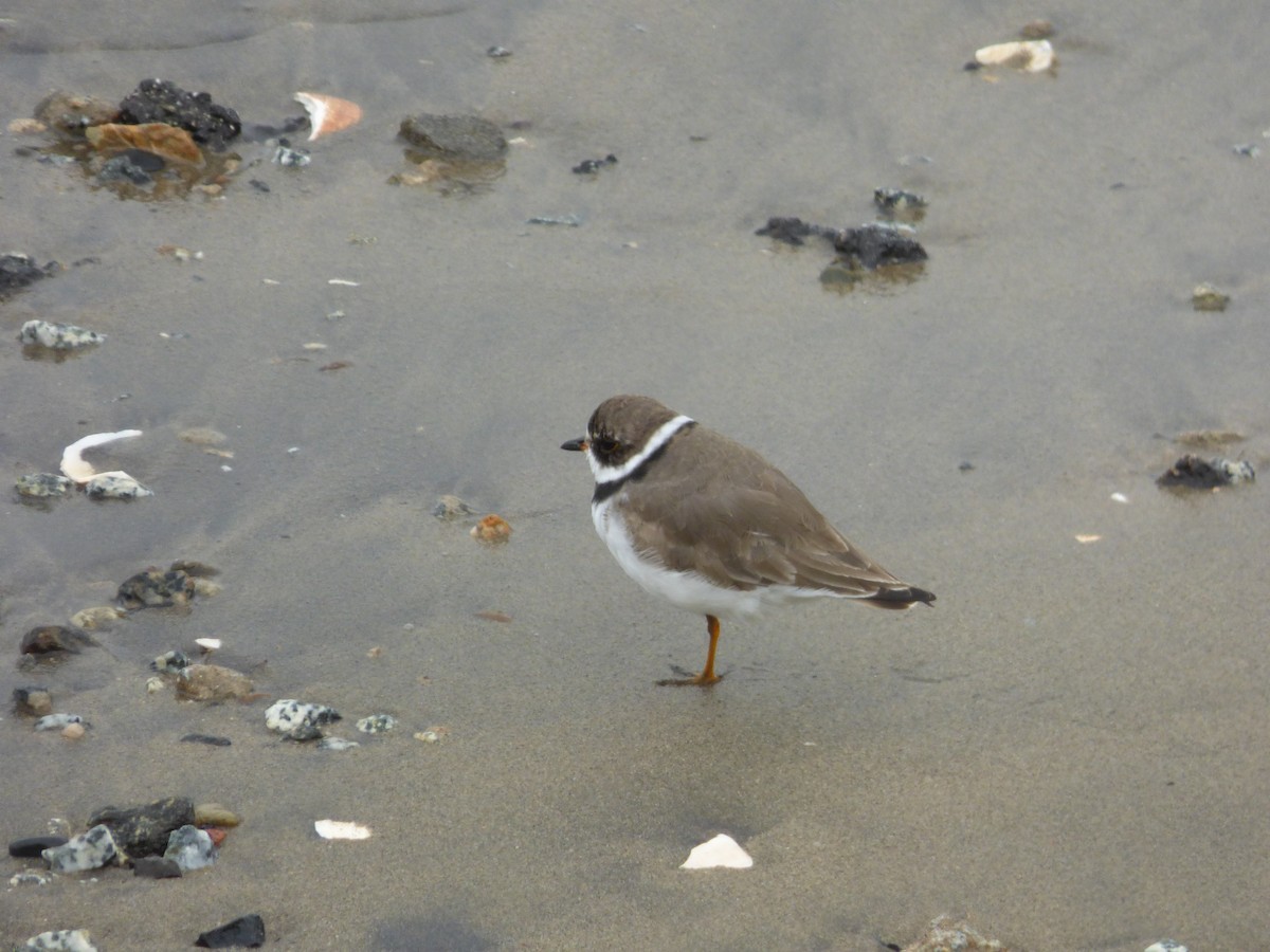 Semipalmated Plover - ML563768631