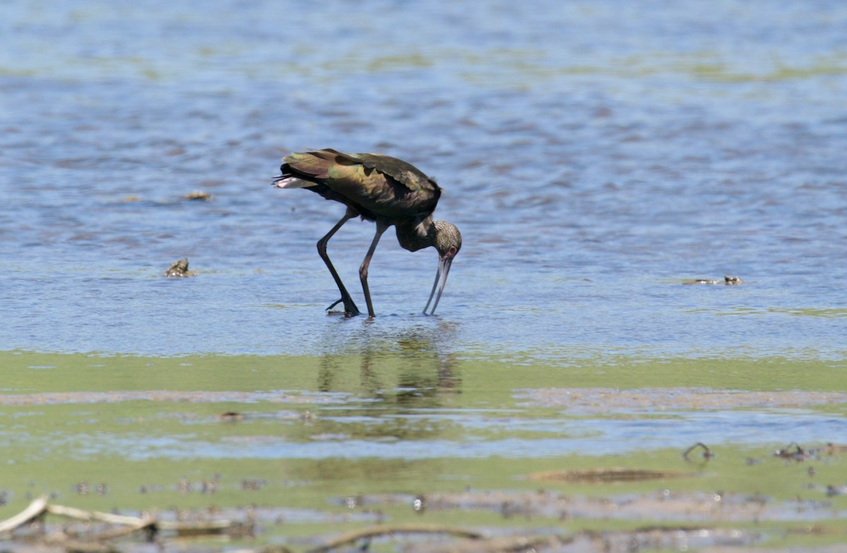 White-faced Ibis - ML563768931