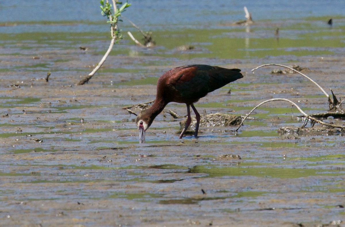 White-faced Ibis - ML563768961