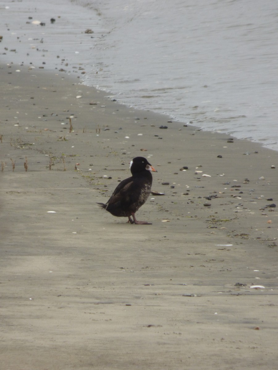 Surf Scoter - ML563769201