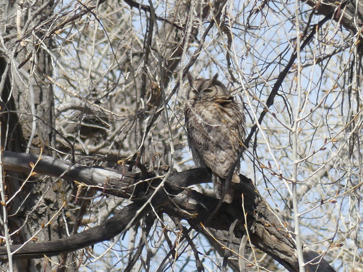 Great Horned Owl - ML563769211