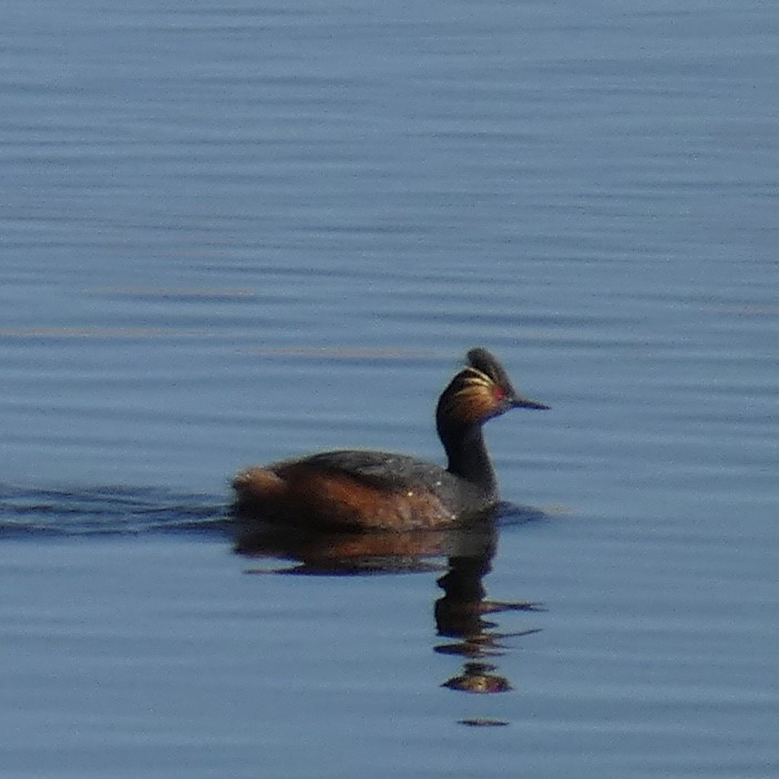 Eared Grebe - ML563769721