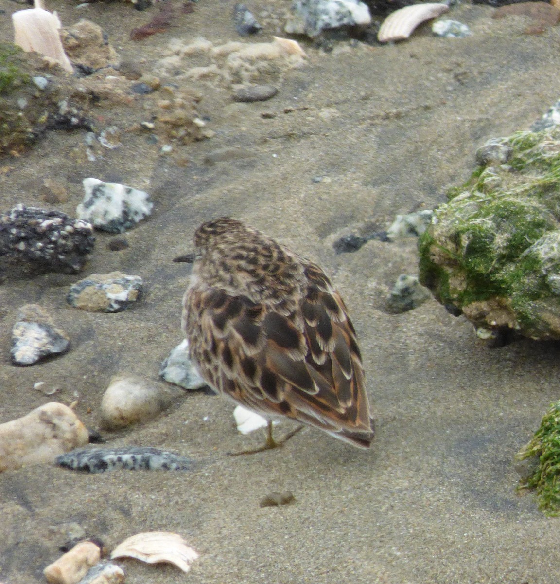 Least Sandpiper - ML563770481