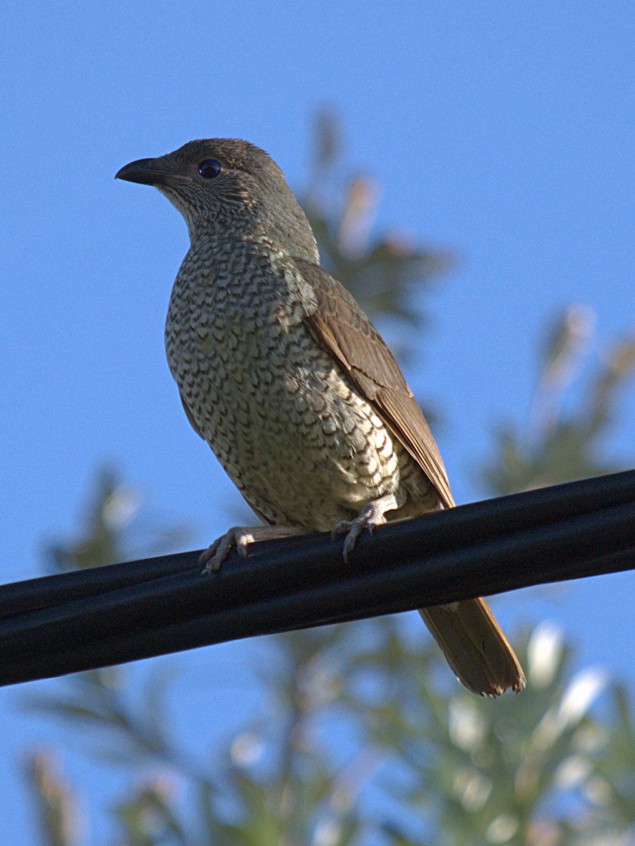 Satin Bowerbird - ML563770501