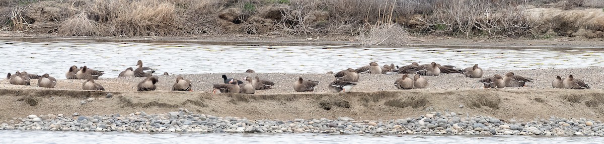 Greater White-fronted Goose - ML563771061
