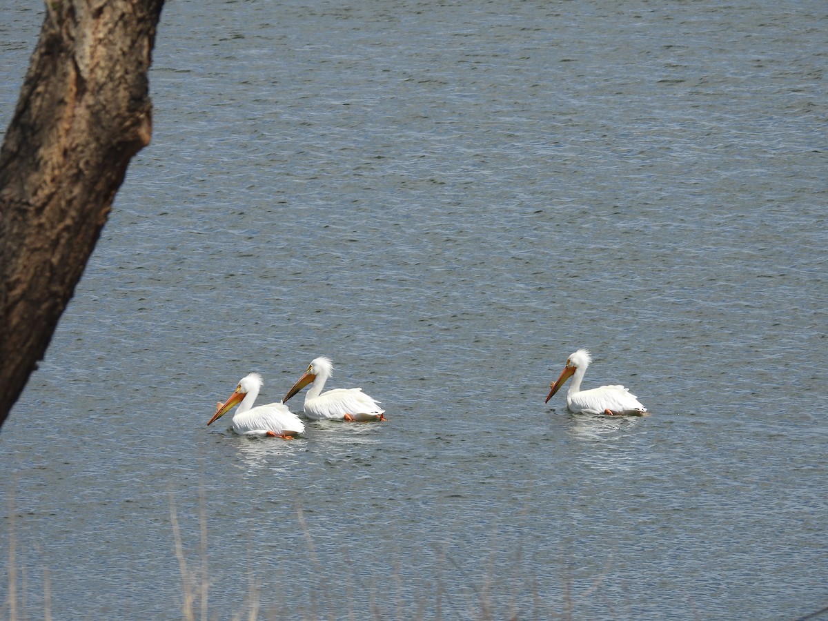 American White Pelican - Tanja Britton