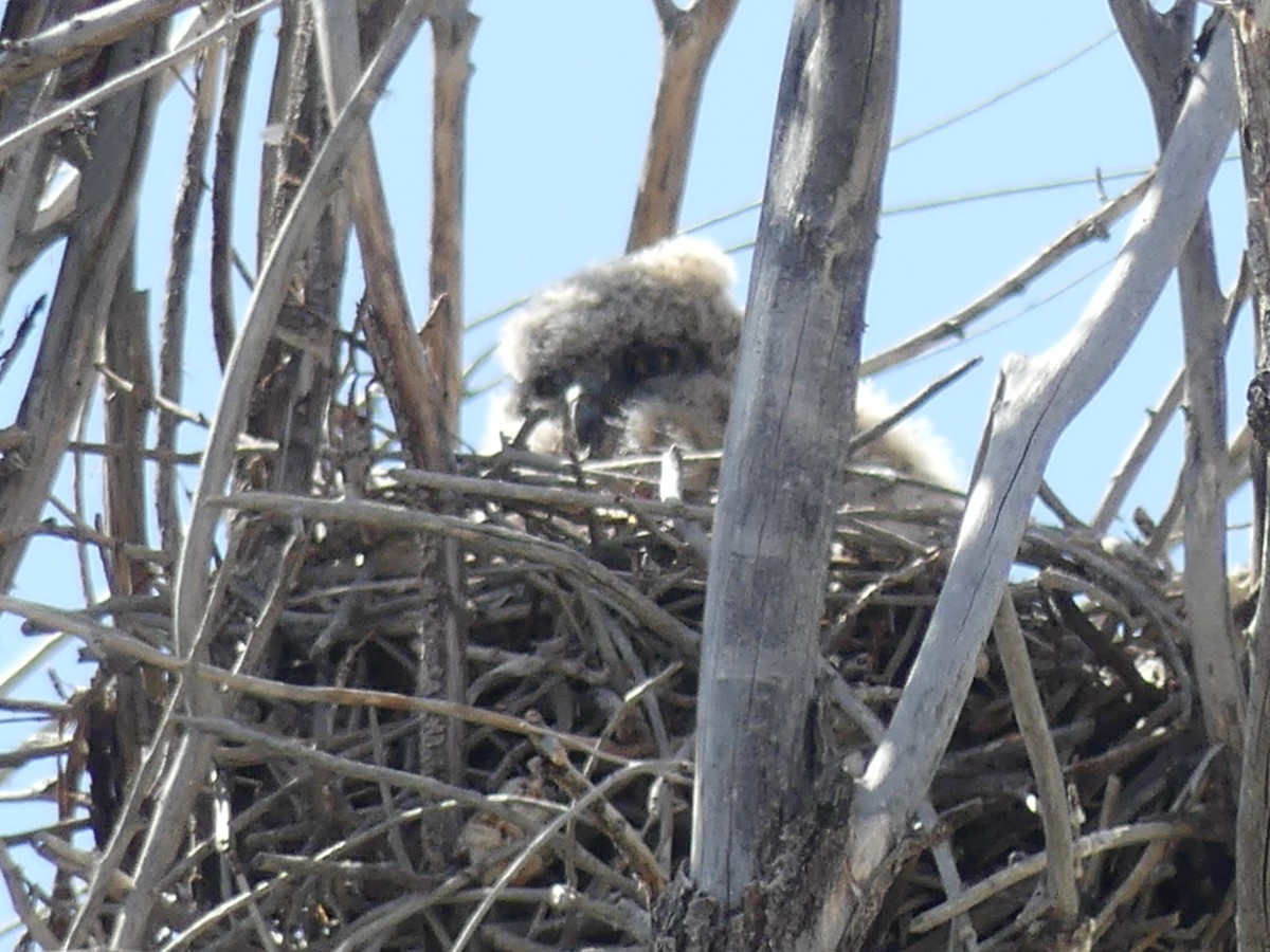 Great Horned Owl - ML563772401