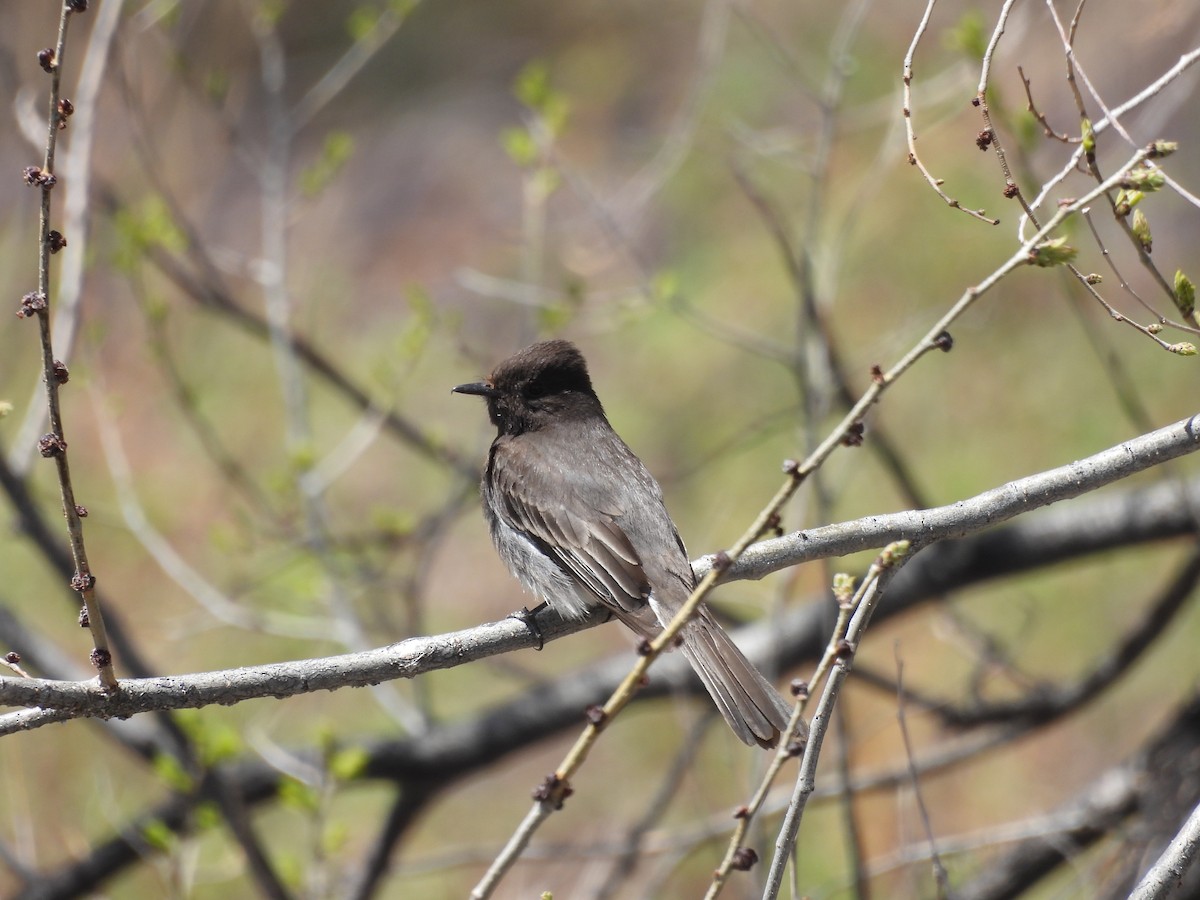 Black Phoebe - ML563772671