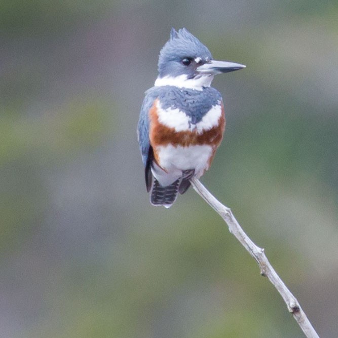 Belted Kingfisher - ML563772811