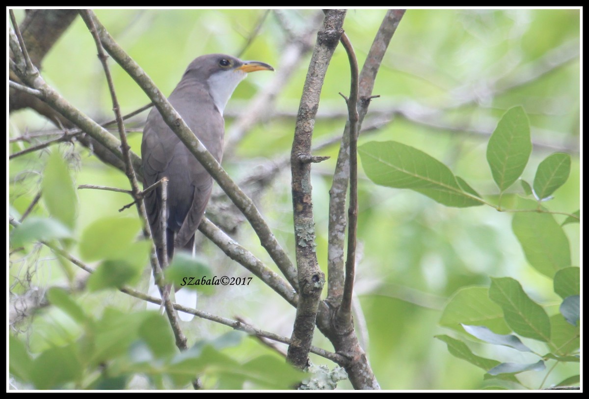 Yellow-billed Cuckoo - ML56377321