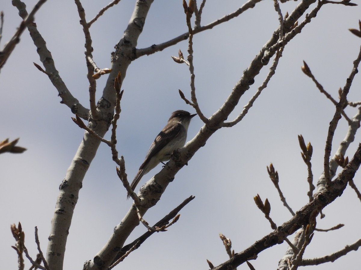 Eastern Phoebe - ML563773241