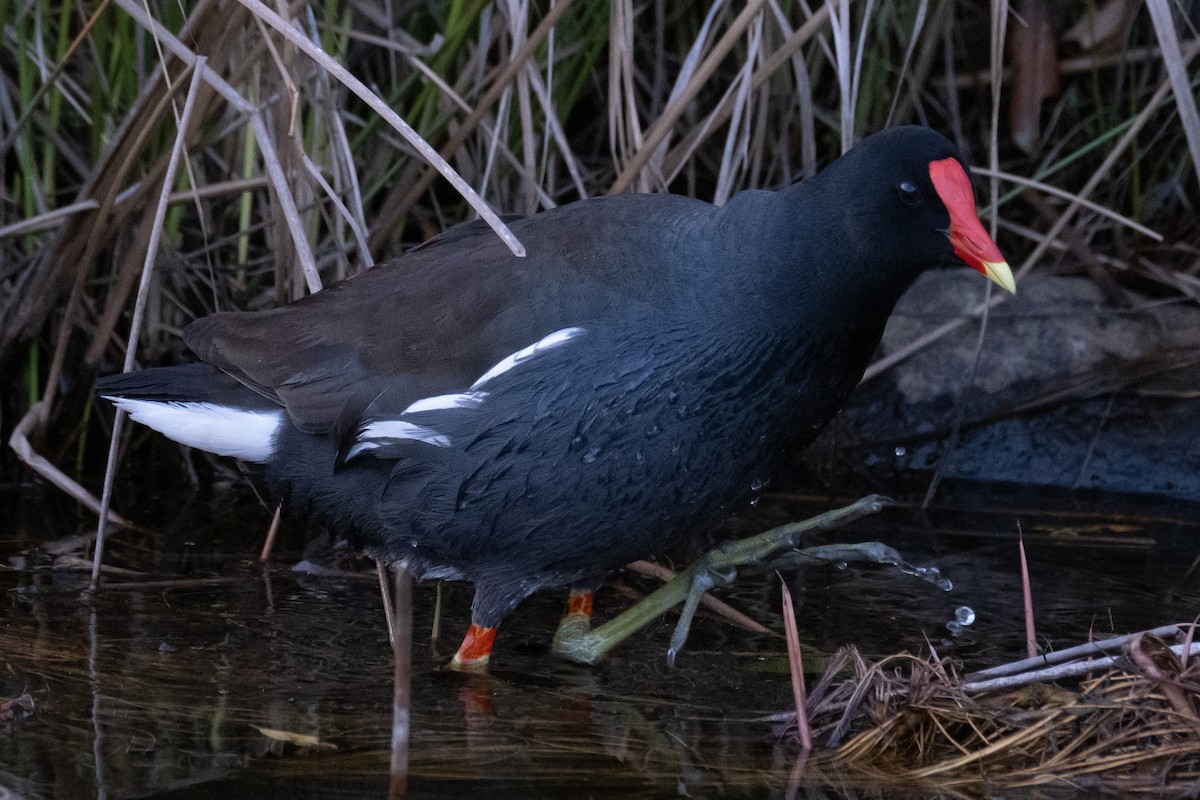 Common Gallinule - Scott Dresser