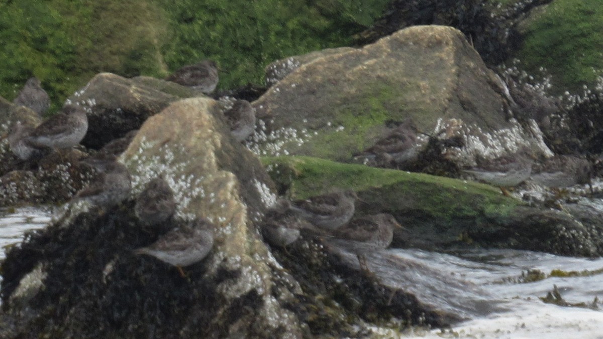 Purple Sandpiper - ML56377571