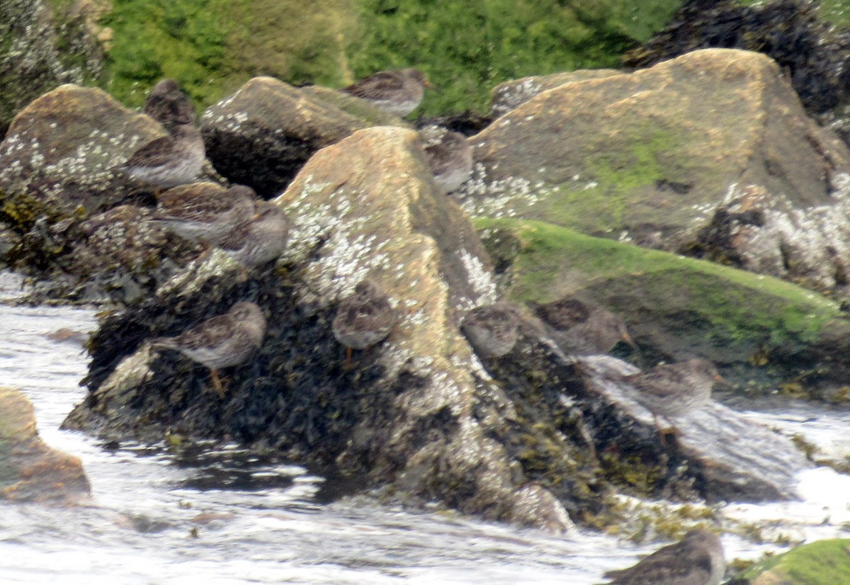 Purple Sandpiper - ML56377581