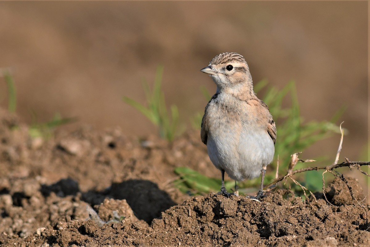 skřivánek krátkoprstý - ML563776461