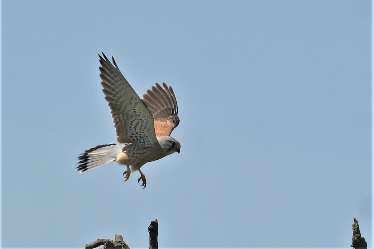 poštolka obecná - ML563776731