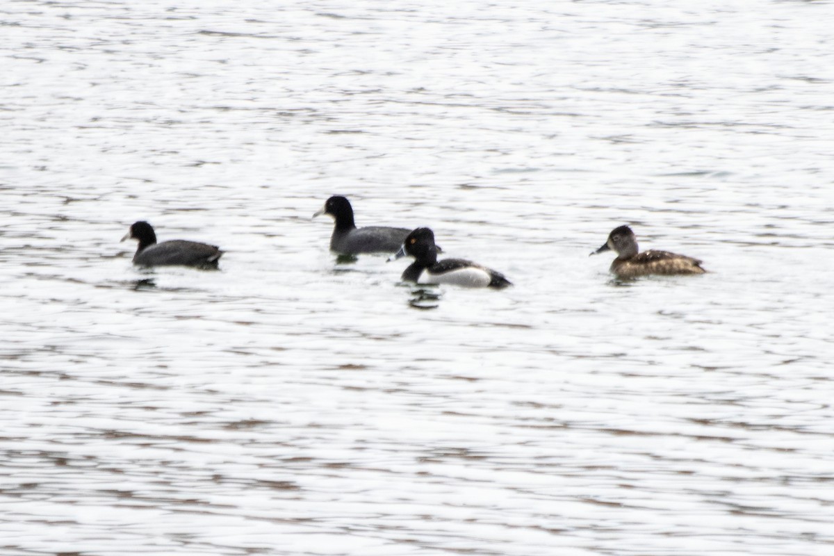 American Coot - ML563777211