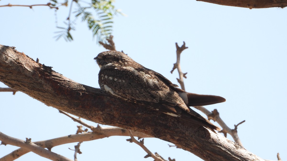 Lesser Nighthawk - ML563777521