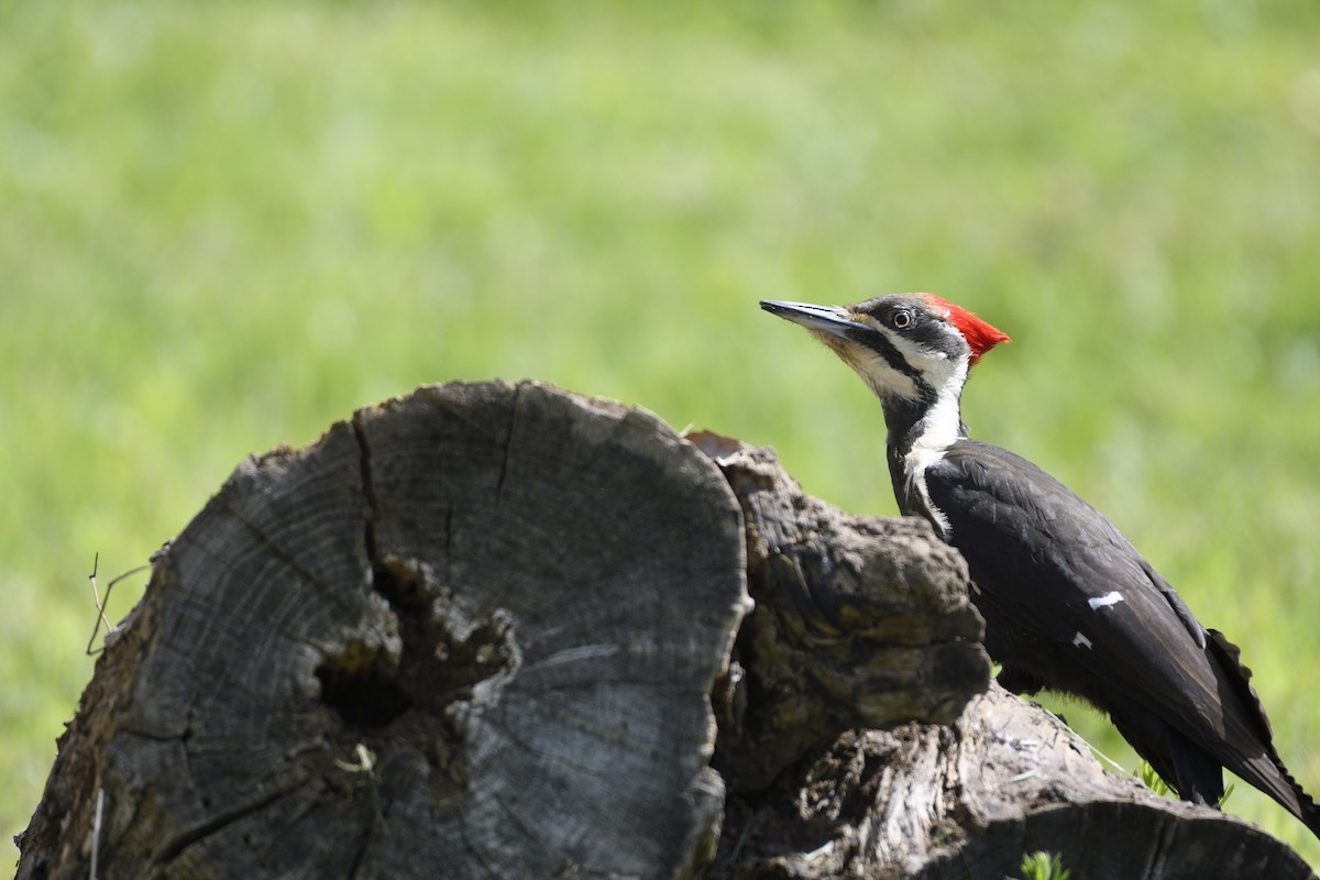 Pileated Woodpecker - ML563777601