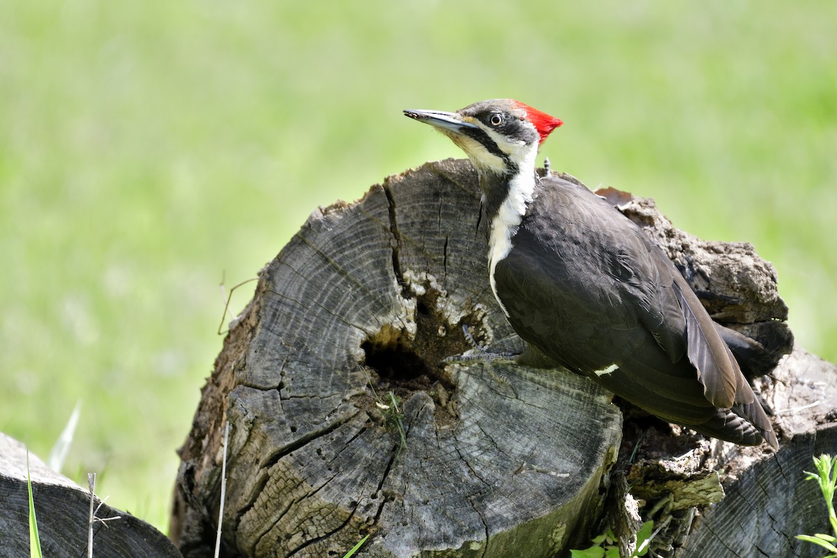 Pileated Woodpecker - ML563777621