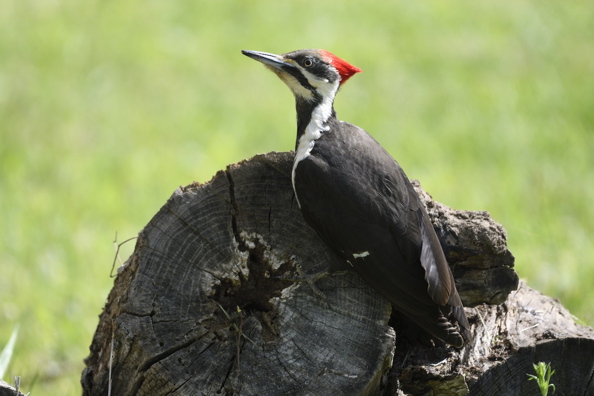 Pileated Woodpecker - ML563778401