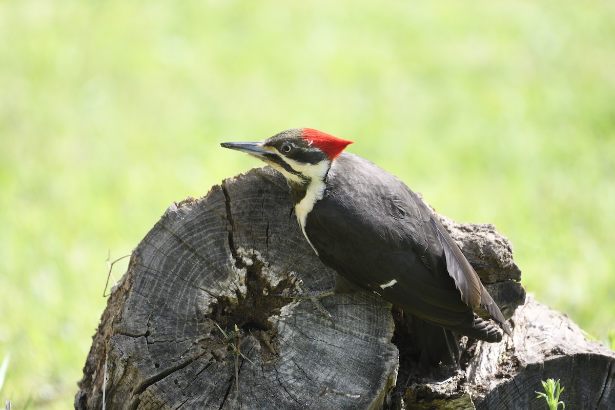 Pileated Woodpecker - ML563778421