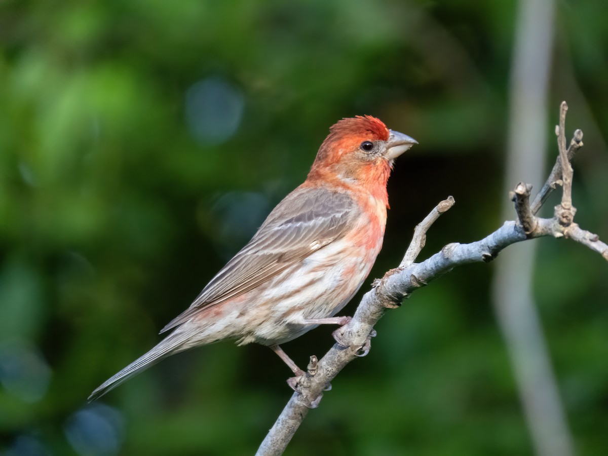 House Finch - ML563778521