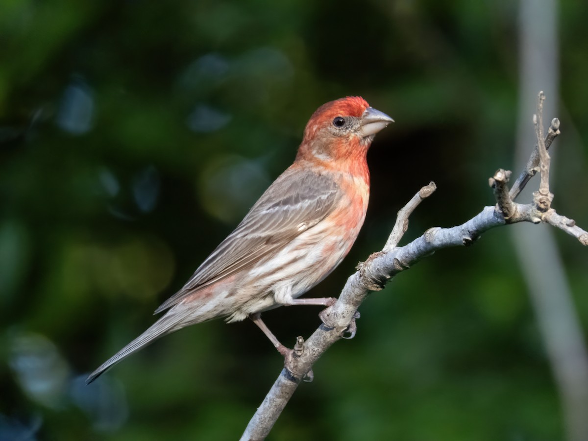 House Finch - Barbara Riley