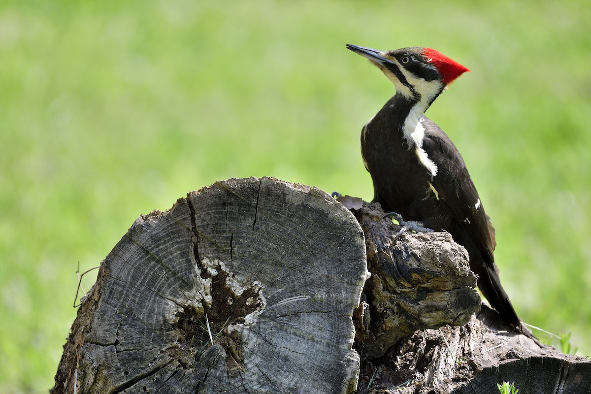 Pileated Woodpecker - ML563778571